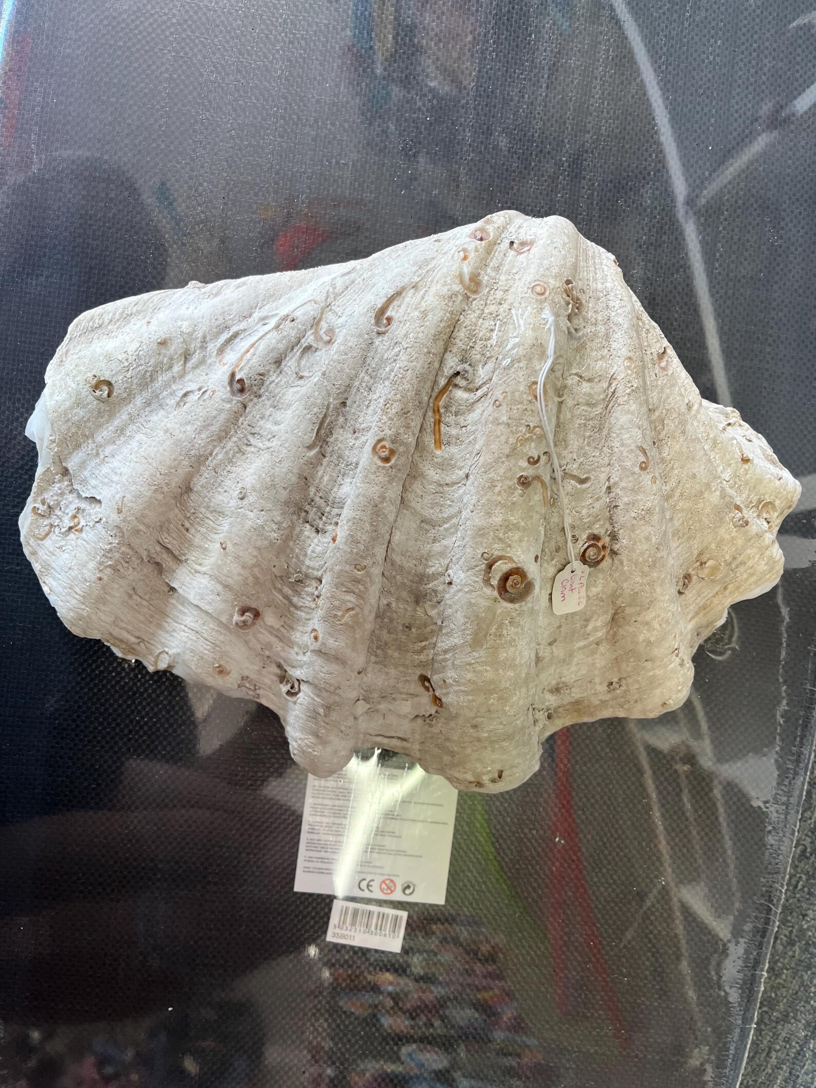 Giant Clam Shell Real Sea Shell Rare Strawberry Bear Claw Clam Horses ...