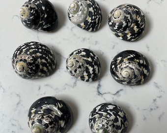 Turbo Pica Shell Magpie Polished Natural Black and White Sea Shell