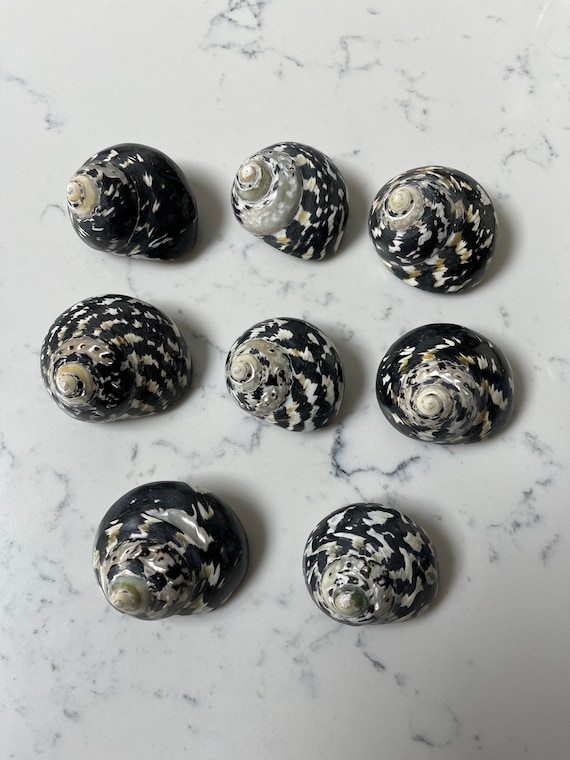 貝螺鈿矢立　Yatate decorated w/h pieces-shell Turbo Pica Shell Magpie Polished Natural Black and White Sea Shell