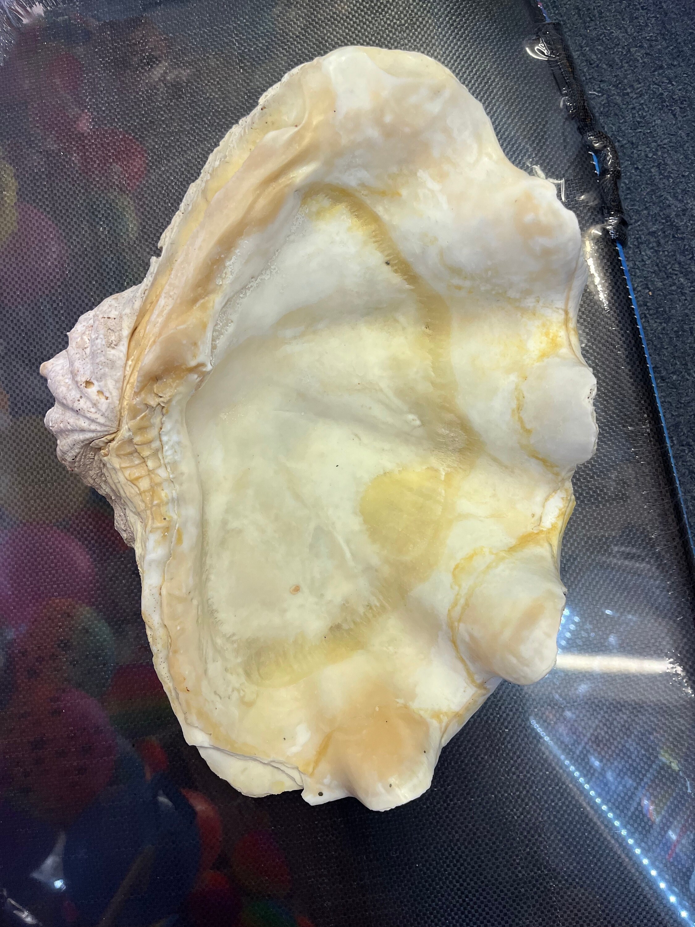 Giant Clam Shell Real Sea Shell Tridacna Squamosa Fluted Giant Clam XL ...