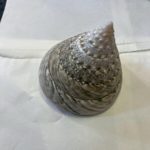 Trochus Shell Large Giant Pearl Shell Polished Display Piece Shop ...