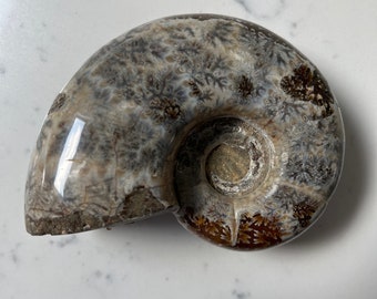 オウムガイの化石 天然古代の貝殻 磨かれたオークの葉 - Etsy 日本