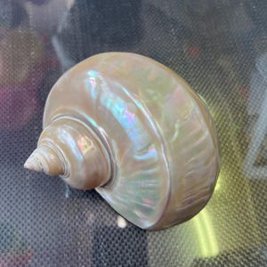 Turbo Marmoratus Shell Giant Green Turban Sea Shell Rare Antique Shell Natural Mother Of Pearl Polished MOP Interior Design Display Piece