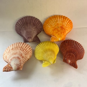 Pectin Scallop Sea Shell Clam Coloured Individual Shells Yellow Red Orange Purple White Craft School Project