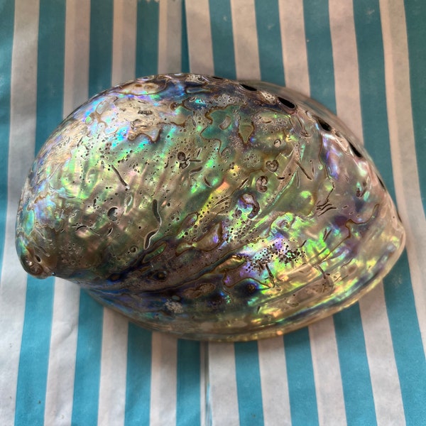 Abalone Paua Shell From New Zealand for display or smudging Rainbow Polished Green Blue Purple Seashell Natural