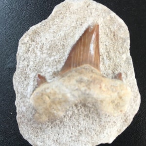 Dente di squalo fossile su pietra Otodus obliquus Dente di squalo sgombro fossile Denti Fossile marocchino Naturale