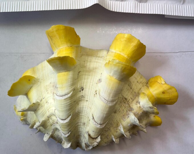 Giant Clam Sea Shell Fluted Clam Tridacna Squamosa Trinket Dish Display ...