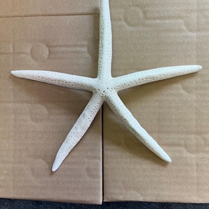 May include: A white starfish with five arms, resting on a brown cardboard surface. The starfish has a textured surface and is a natural, decorative item. The starfish is a light beige colour.