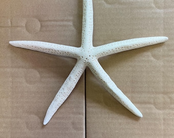 Véritable pointeur étoile de mer blanc naturel séché doigt étoiles de mer mariage présentoir de salle de bain 20-25 cm 8"-9" de large taille XL