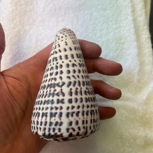 May include: A cone-shaped seashell featuring a smooth, off-white surface adorned with a repeating pattern of dark brown, rectangular spots arranged in vertical rows that taper toward the pointed apex of the shell's exterior structure.