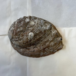 Green Abalone Shell Natural Sea Shell Rough Shell Smudging Cleansing