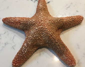Real Starfish Giant Dried Jungle Starfish Sea Star Marine Creature Natural