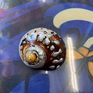 Puede incluir: Una concha pulida e iridiscente con un patrón en espiral en tonos de amarillo, marrón y blanco. La concha tiene una superficie lisa y brillante y está colocada sobre un fondo azul.