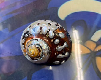 Turbo Sarmaticus Sea Shell Polished Natural Snail from Africa Beautiful Statement Interior Design Large Size
