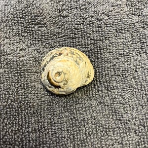 May include: A small, beige seashell with a spiral pattern and a dark brown rim.