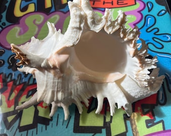 White Murex Shell Extra Large  Giant Sea Shell Cleaned from Philippines Natural White Pink Shell Murex Ramosus XL