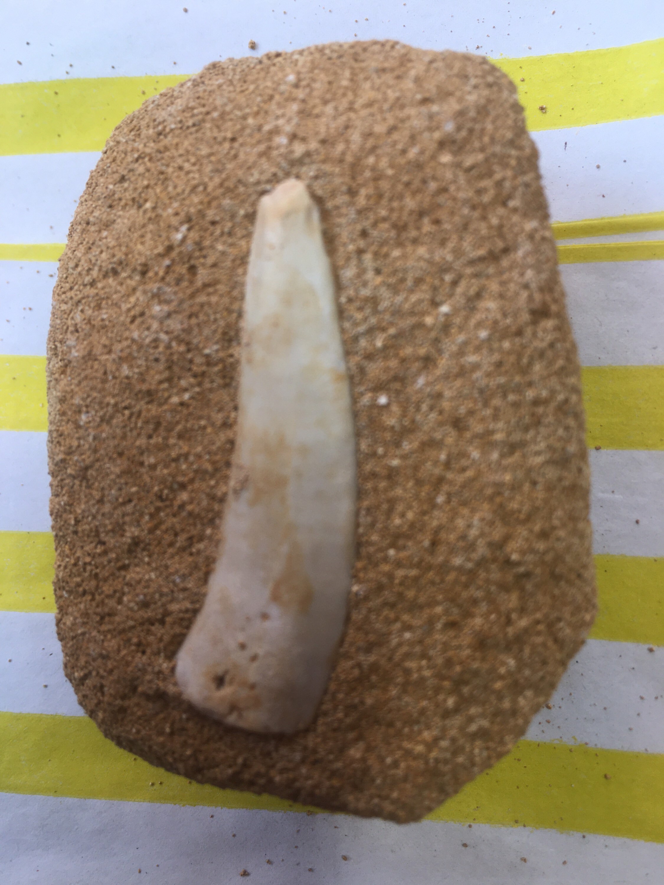 Sabre Tooth Herring Fossil Teeth Enchodus Libycus on Sandstone Etsy UK