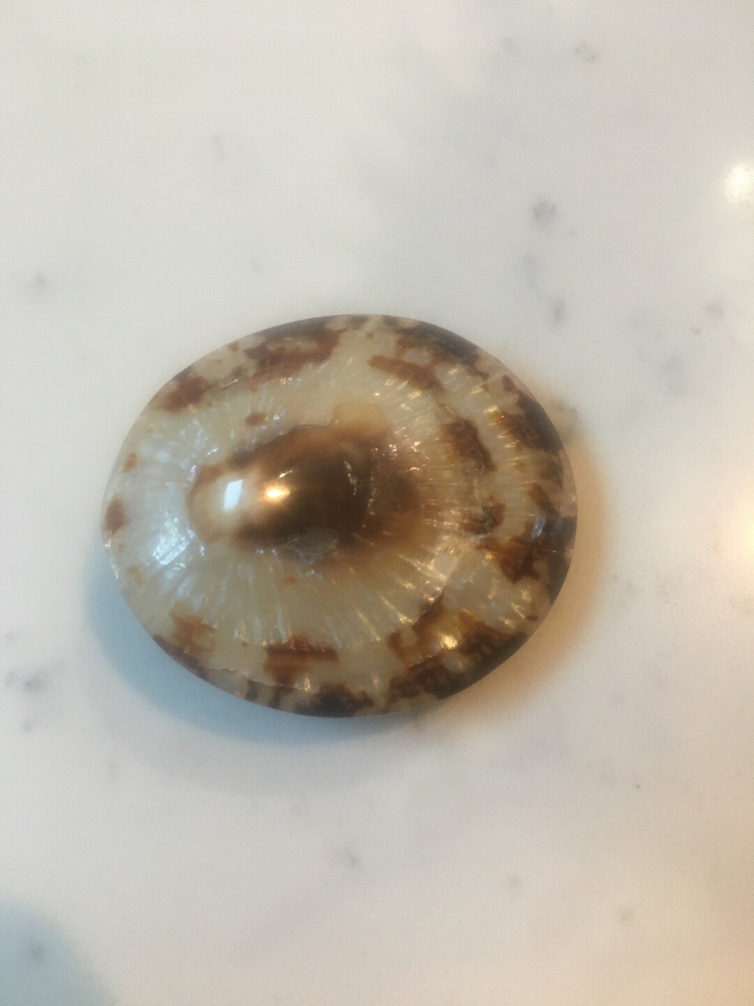 Common Turtle Limpet Sea Shell Natural Polished Lucky Charm Tortoise ...