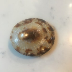 May include: A white and brown seashell with a smooth, shiny surface. The shell has a circular shape and a raised center.