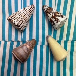 Cone Shell Collection Set Of 4 Shells SeaShell Selection Natural Polished Sea Shells