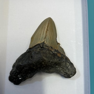 Shark Tooth Fossil Megalodon Fossil Shark Tooth Specimen Fossil Shark Tooth Carcharocles Megalodon Shark Teeth Real Tooth