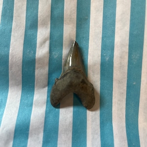Ząb rekina kopalnego Otodus obliquus Ząb rekina kopalnego Makeral Shark znaleziony na wyspie Sheppey w hrabstwie Kent w Wielkiej Brytanii Zęby kopalne