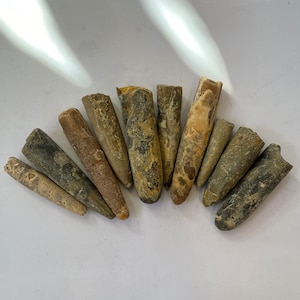 Calamaro fossile di Belemnite come creatura dal Marocco Animale marino antico naturale