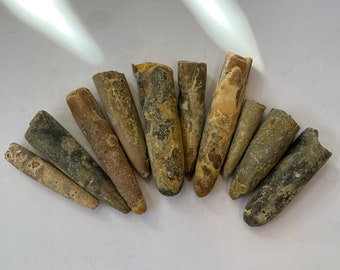 Belemnite Fossil Squid Like Creature From Morocco Natural Ancient Marine Animal