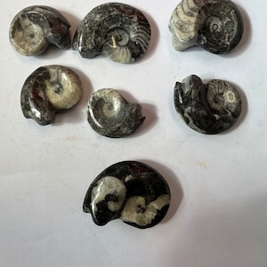 Fossile Goniatite Creatura marina Antico ammonoide Conchiglia autoportante di animale marino lucido