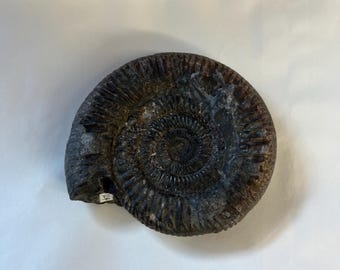 Ammonite Fossil From Whitby UK Dactylioceras Professionally prepared and cleaned 180m years old
