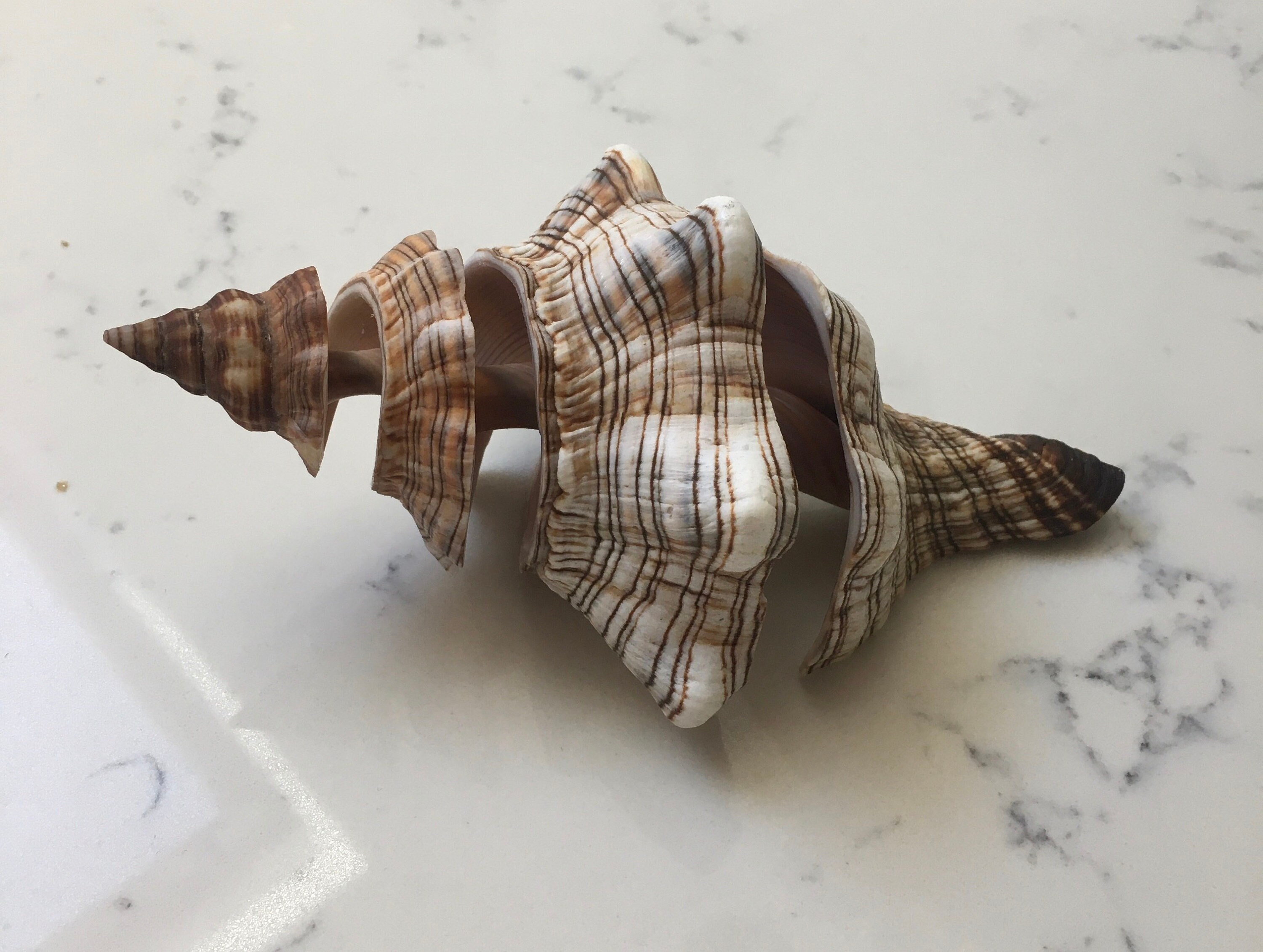 大きい貝殻 Amazon.co.jp: 大きな貝殻、ジャンボ貝殻 、 大きな天然の珍しい