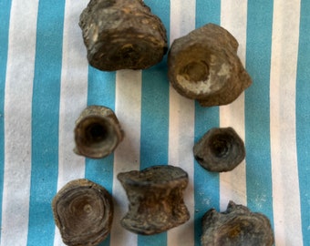 Fossil Fish Vertibrae Found Beltinge Kent UK Naturak Ancient Fish Fossils