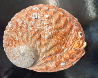 Red Abalone Shell Natural Stunning Red Orange Raw Sea Shell Haliotis rufescens Interior Design Smudging Cleansing Tool