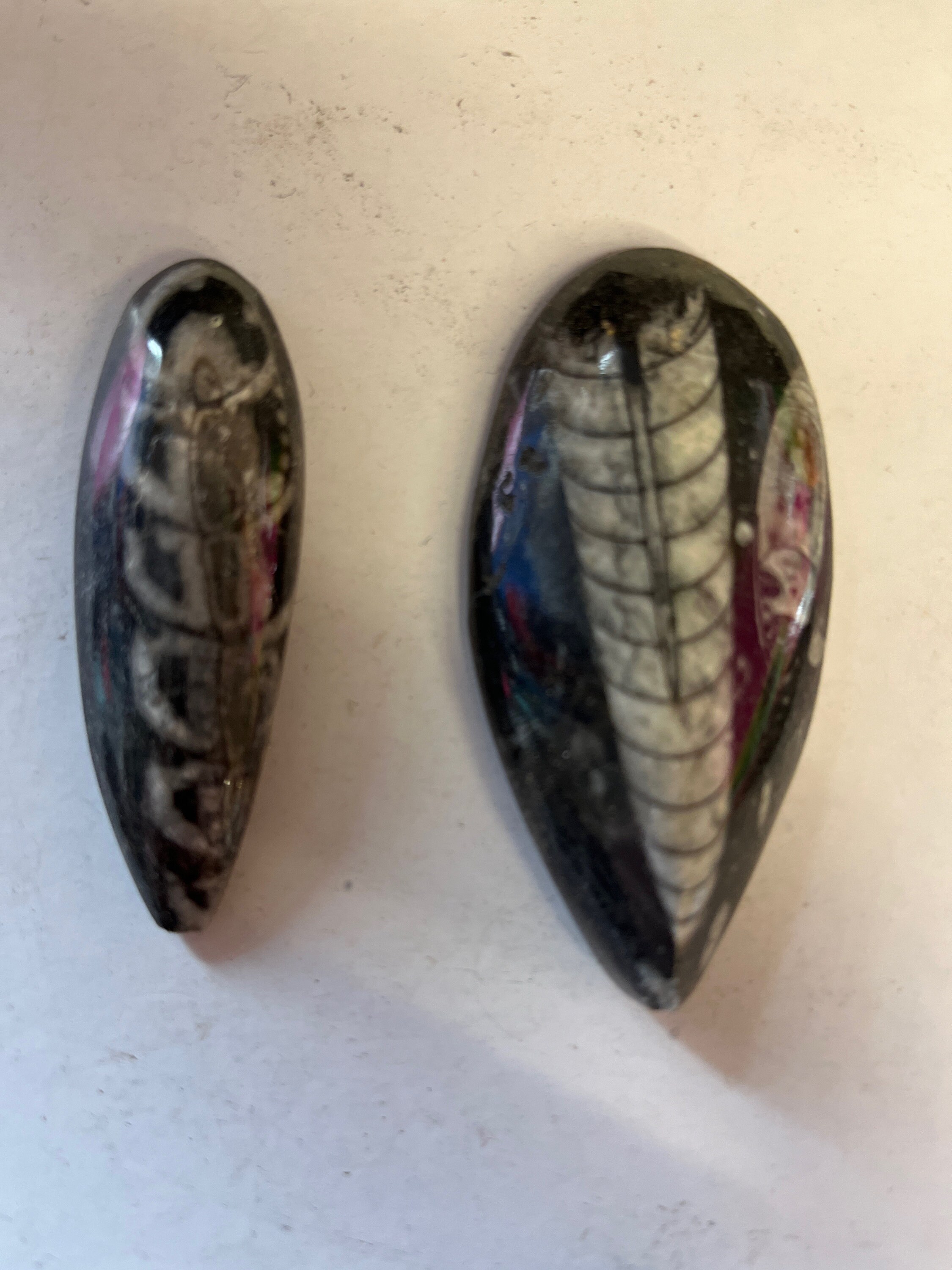 Squid Rocks Orthoceras Fossil Squid Display Piece Rock Fossil Squid From Morocco - Etsy