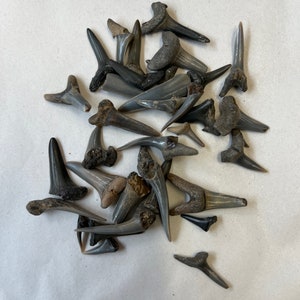 Puede incluir: Una colección de dientes de tiburón fosilizados, de varios tamaños y formas, dispersos sobre una superficie blanca. Los dientes muestran una gama de colores, incluyendo gris, negro y marrón, con texturas y detalles visibles.