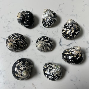 Turbo Pica Shell Magpie Polished Natural Black And White Sea Shell Cittarium pica Hermit Crab House