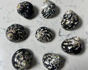 Turbo Pica Shell Magpie Polished Natural Black and White Sea Shell