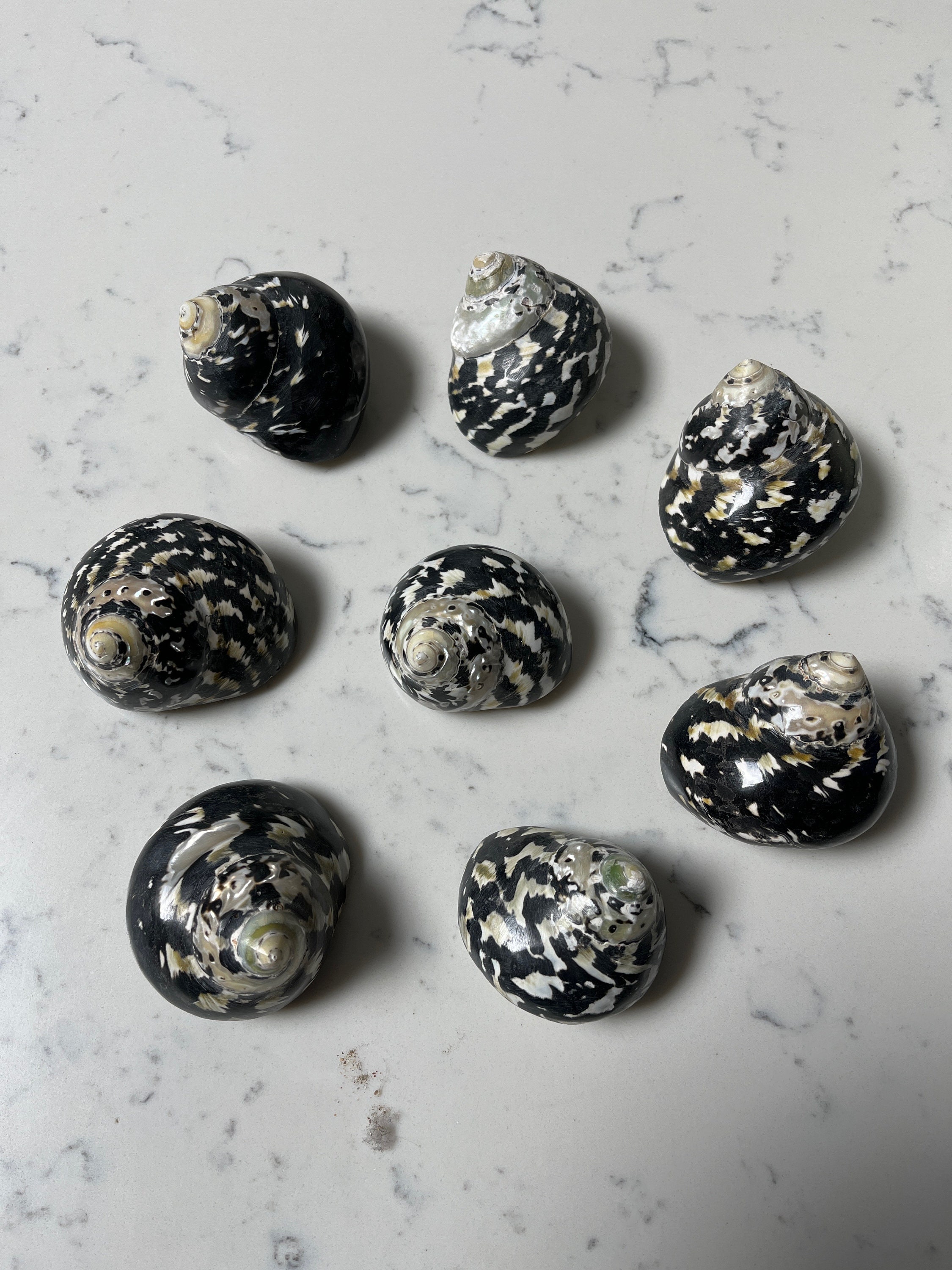 Turbo Pica Shell Magpie Polished Natural Black and White Sea Shell