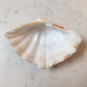 Coquille de palourde géante fraise griffe d&#39;ours palourde chevaux sabot palourde rare coquillage antique bibelot coquillage naturel