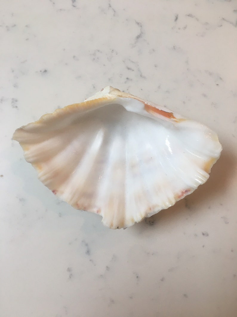 Giant Clam Shell Strawberry Bear Claw Clam Horses Hoof Clam - Etsy