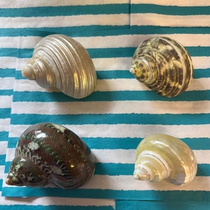 Turbo Shell Auswahl X 4 Muscheln von den Philippinen Natürlich