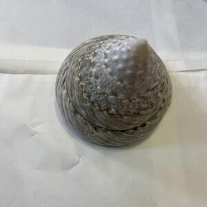 Trochus Shell Large Giant Pearl Shell Polished Display Piece Shop ...