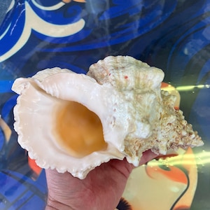 Puede incluir: Una gran concha de caracol de color crema con una amplia abertura y superficie texturizada. La concha se sostiene en una mano, mostrando su tamaño y detalles intrincados. El interior de la concha tiene un tono dorado cálido.