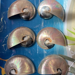 以下が含まれることがあります： 真珠のような白の外側と暗い内側を持つ、虹色のオウムガイの貝殻が6つ。貝殻は青い表面に3つずつ2列に並んでいます。