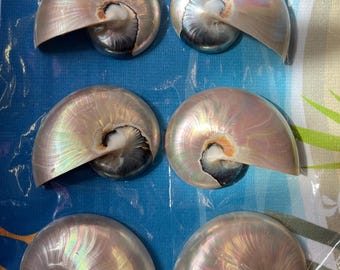 Nautilus Shell Pearl Chambered Nautilus Half Sea Shell Natural Mother Of Pearl Polished Jewellery Interior Design Display Piece Shop Display