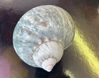 Green Turbo Shell Turbo Borghese Turbo imperialis Large Natural Polished African Sea Shell