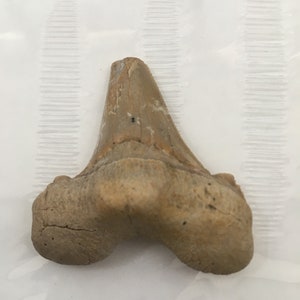 Fossil Shark Tooth Western Sahara Mega Tooth Shark Carcharocles Sokolovi Fossilised From Morocco Eocene Age