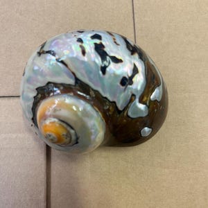May include: A polished seashell with a spiral shape. The shell features a mix of colors, including brown, white, black, and iridescent hues. The spiral center has orange and yellow tones.