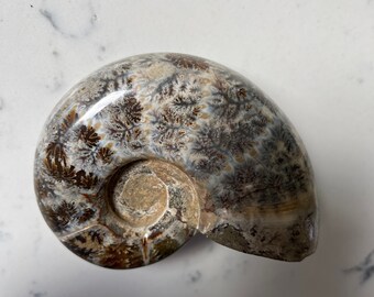 Nautilus Fossil Natural Ancient Chambered Shell Polished Oak Leaf
