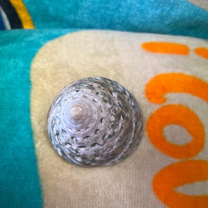 May include: A natural, spiral-shaped seashell with a pearlescent sheen, featuring shades of gray, brown, and white. The shell is resting on a soft, light-colored surface, with a blue and orange background.